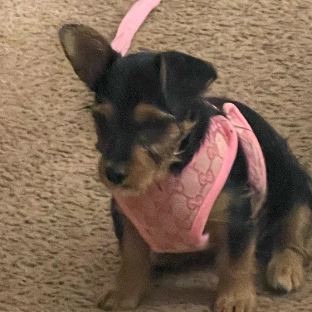 Inspired beautiful harness n leash set